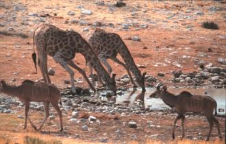 Giraffes drinking at waterhole in Etosha National Park, Namibia.