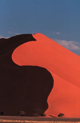 Trees dwarfed by sand dunes, Sossusvlei, Namibia.