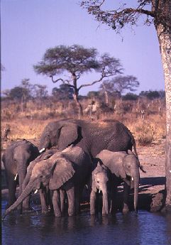 Elephants at waterhole in Hwange N.P., Zimbabwe