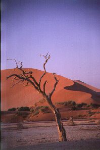 Dunes at Sossusvlei Pan