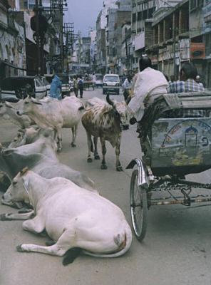 Holy cows in Varanasi.