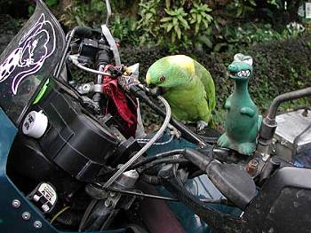 Parrot chewing on stainless braided brake line...ouch.