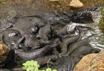 "Komodo" dragons on Rinca