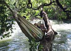 Goose resting in a hammock over the river.