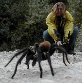 tarantula vs snake delineation