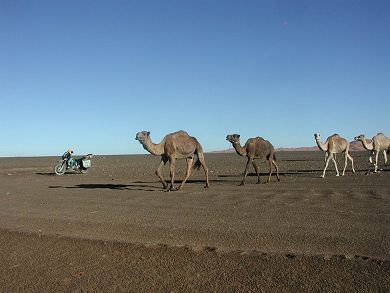 Morning rush hour in the Sahara.