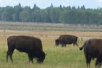 Yes, Virginia, there really are buffalo!