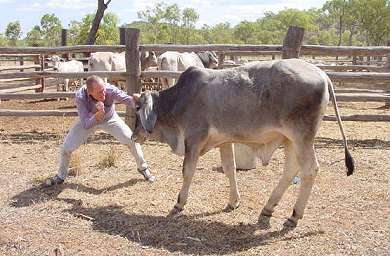 Not sure that's what they mean by bullfighting, Maarten.