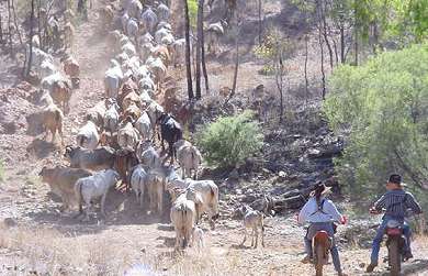 Mustering cattle on motorcycles in Australia.