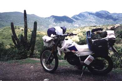 Cactus in Baja California.
