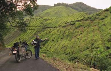 Malaysian tea plantation.