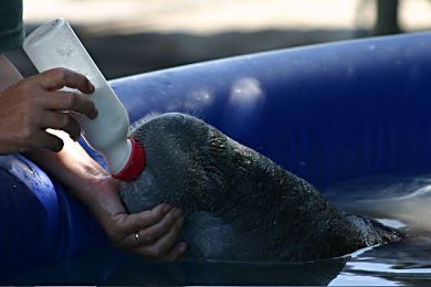 'Buttons' the manatee having her afternoon milk in the holding pen.