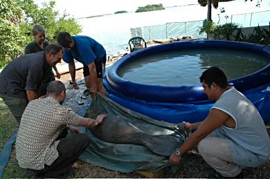 Moving Buttons into the lagoon pen at the rehabilitation centre.