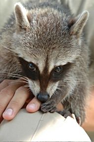 Rocky the raccoon at Shipton Nature Reserve.