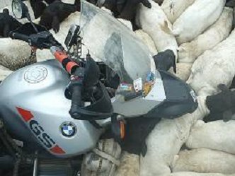 Motorcycle surrounded by sheep.