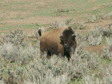 Bisons passing campsite in Utah.