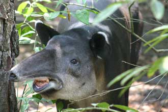 Strange creatures in Belize.