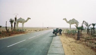 Tan Tan concrete camels, Morocco.
