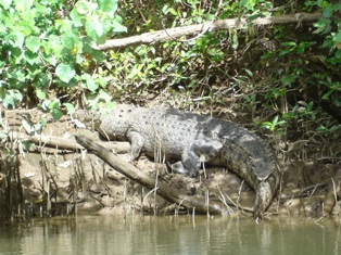 Crocs on the Daintree River in Australia.