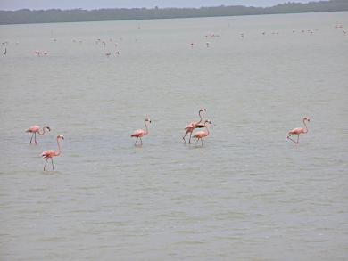 Flamingoes on peninsula Paraguana, Venezuela.