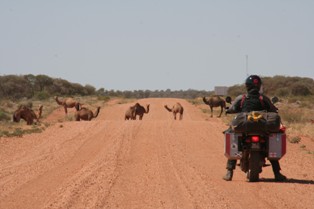 Australia's wild camels.