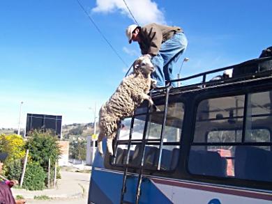 Sheep Transportation, Ecuador.