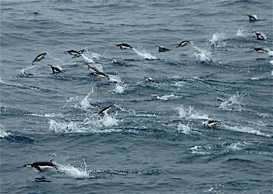 Penguins swimming in groups in Antarctica.