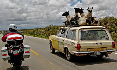 Honda Fit Llama