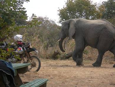 Elephant encounters in Malawi.