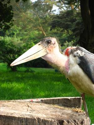 Marabou Stork - not a thing of beauty!