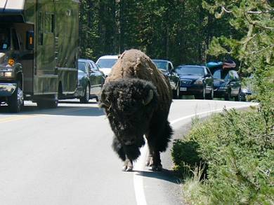 Bison on the road.