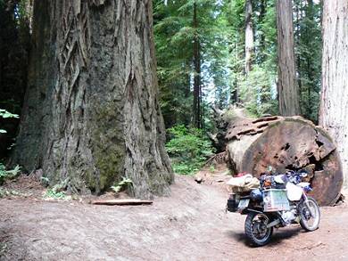 Redwood trees made me lose all respect for bjørketrær.