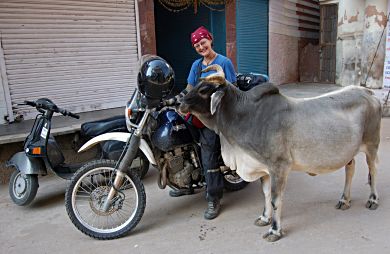 Friendly cow.