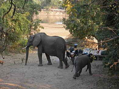 Elephants in camp.