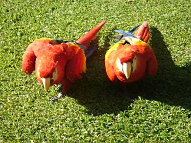 The hotel had birds - these macaws were let out to stroll around - I found myself being pursued by them around the garden - they bite!