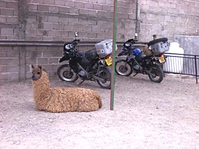 Llama guarding our bikes in the car park of the hotel we stayed in in Tafi del Valle.