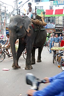 Street elephant.