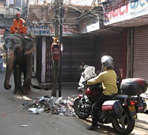 Elephant vs Bike in India.