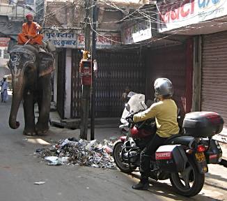 Elephant vs bike, India.