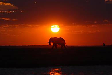 Elephant in Chobe National Park, Botswana.