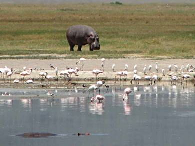 A hippopotamus on land during the day, don't get between it and the water!