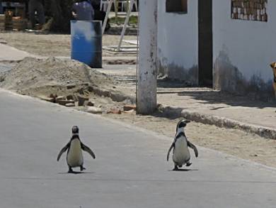 Paracas Penguins.