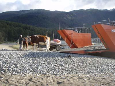 A bullock wagon backing up to the ferry to unload bags of apples at Puerto Pirihueico.