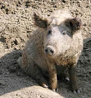 At the Hortobágy National Park we met this cute local. He is a rare, hairy Mangalica Pig. The park protects a large area of wetlands.