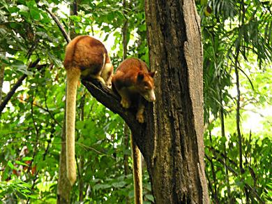 Tree kangaroos at Lae Rainforest Habitat.