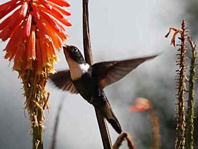 Hummingbird in Salento, Colombia.