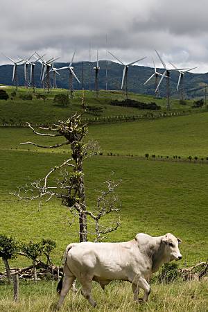 Cows and windmills in Costa Rica.