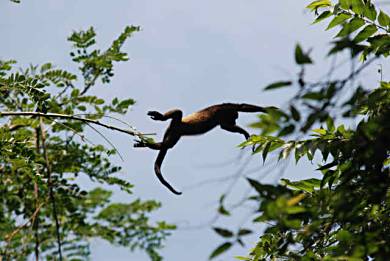 Howler monkey in Nicaragua.