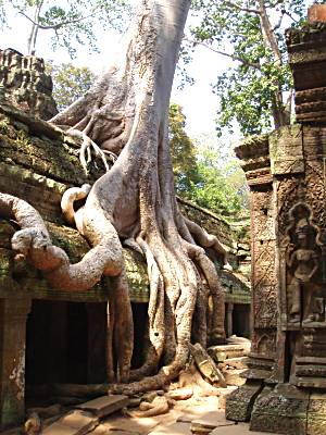 Jungle reclaiming its territory - Cambodia