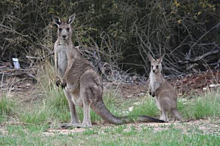 Momma and baby kangaroo
